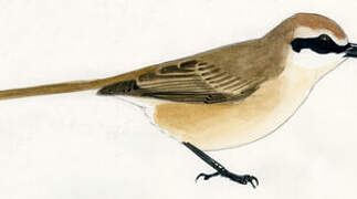 Brown Shrike