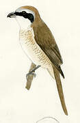 Brown Shrike