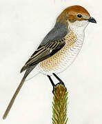 Bull-headed Shrike