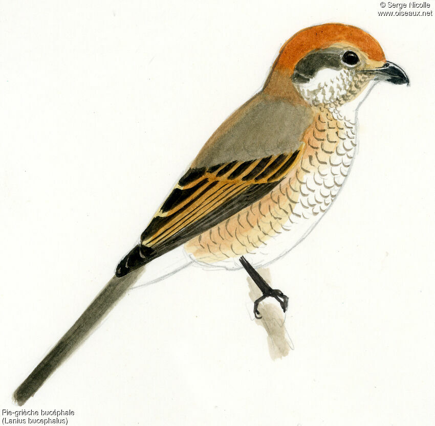 Bull-headed Shrike, identification