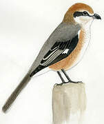 Bull-headed Shrike