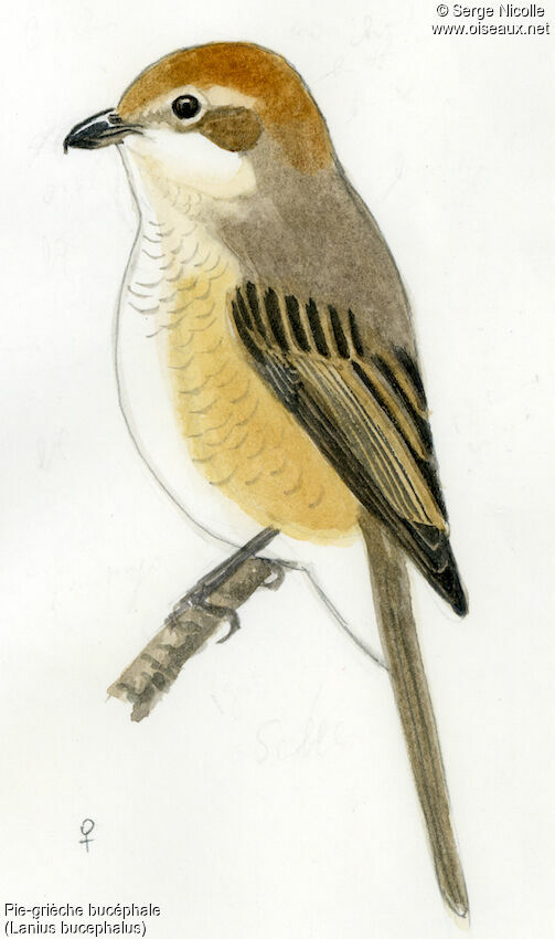 Bull-headed Shrike female adult, identification