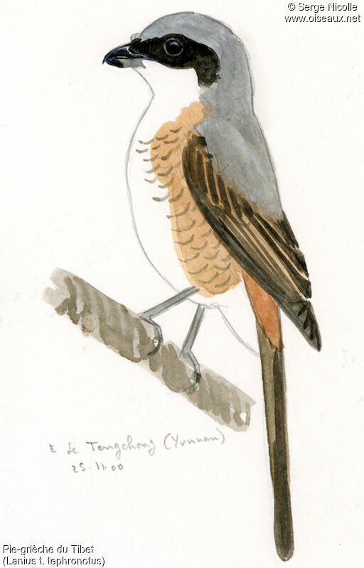 Grey-backed Shrike, identification