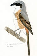 Grey-backed Shrike