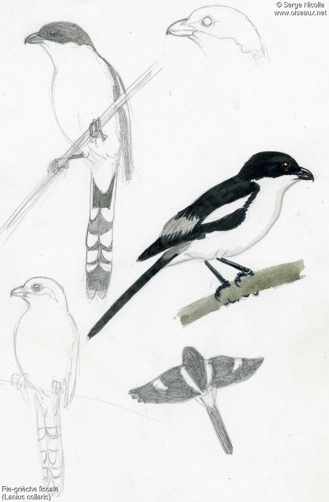 Southern Fiscal, identification