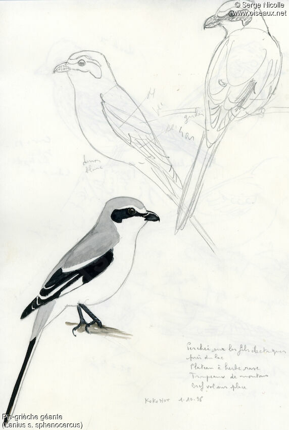 Chinese Grey Shrike