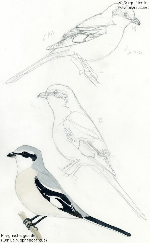 Chinese Grey Shrike