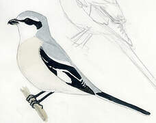 Giant Grey Shrike