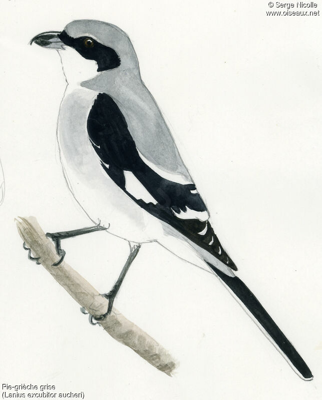 Great Grey Shrike, identification