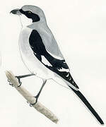 Great Grey Shrike