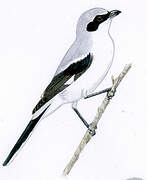 Loggerhead Shrike