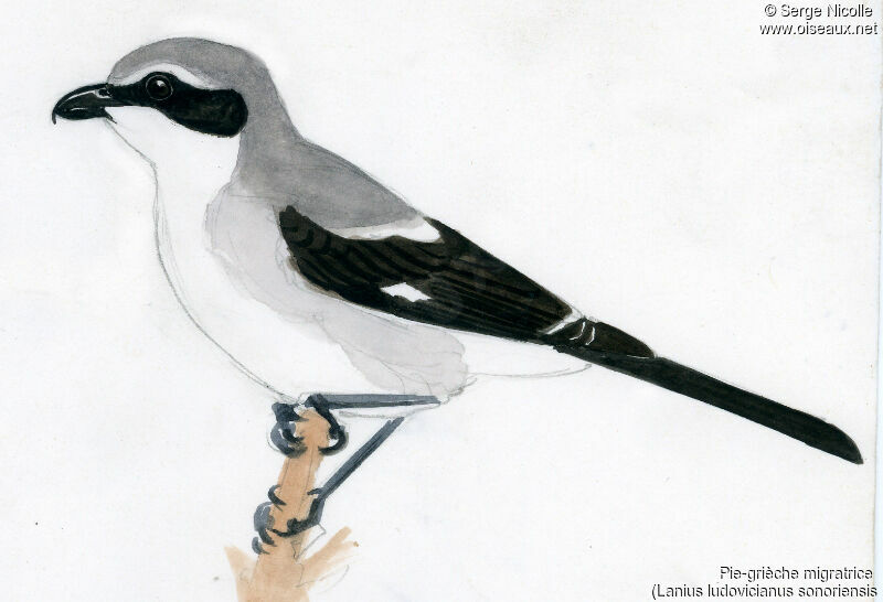 Loggerhead Shrike, identification