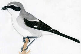 Loggerhead Shrike