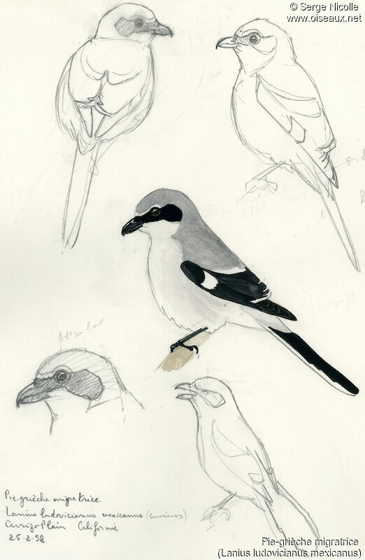 Loggerhead Shrike, identification