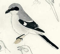 Loggerhead Shrike