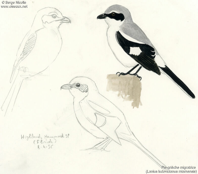 Loggerhead Shrike, identification