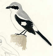 Loggerhead Shrike