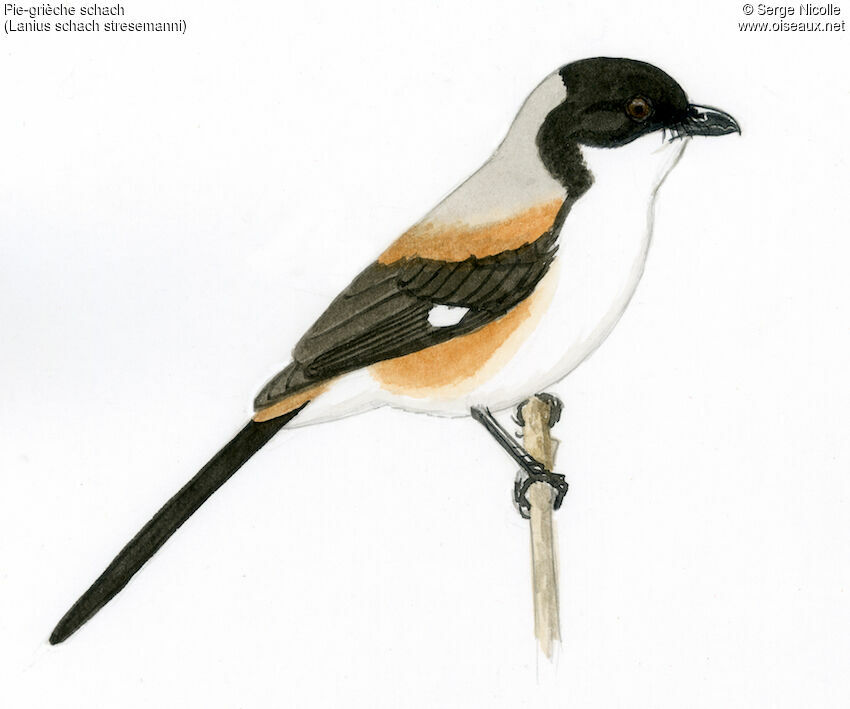 Long-tailed Shrike, identification