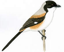 Long-tailed Shrike