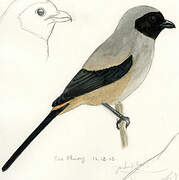 Long-tailed Shrike