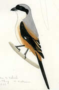 Long-tailed Shrike