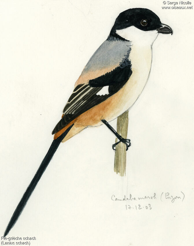 Long-tailed Shrike, identification