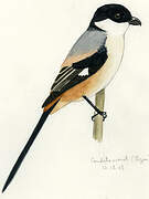 Long-tailed Shrike