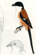 Long-tailed Shrike