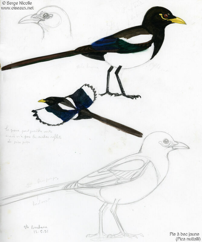 Yellow-billed Magpie, identification