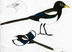 Yellow-billed Magpie