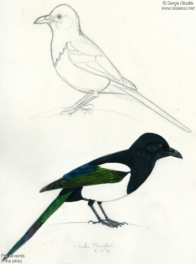 Eurasian Magpie, identification