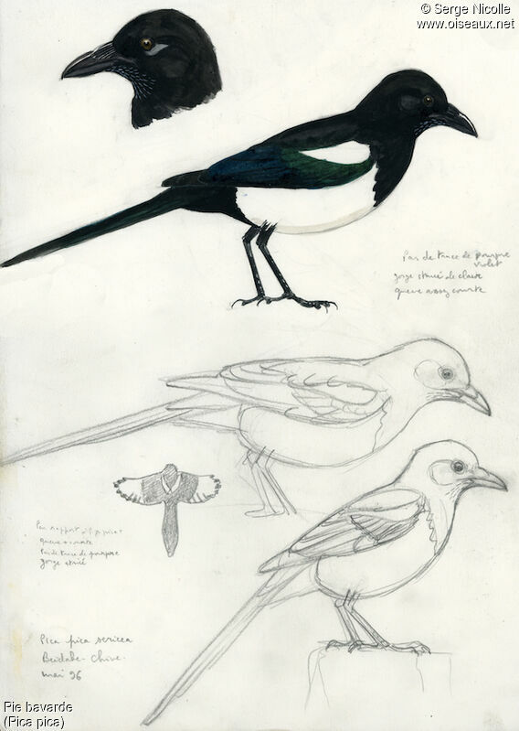 Eurasian Magpie, identification