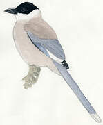 Azure-winged Magpie