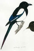 Black-billed Magpie