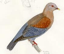 Red-billed Pigeon