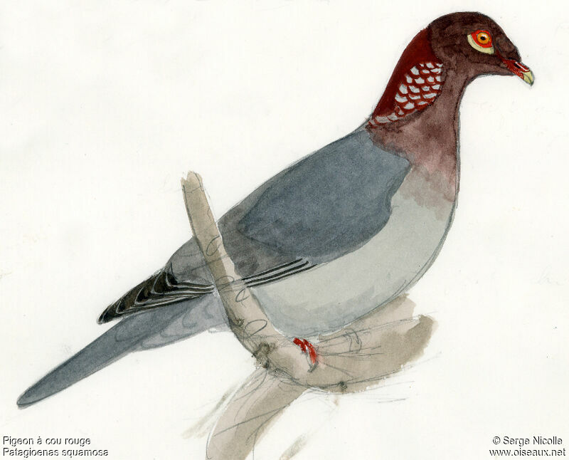 Pigeon à cou rouge, identification