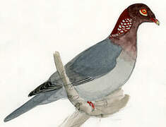 Scaly-naped Pigeon