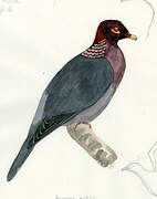 Scaly-naped Pigeon