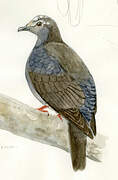 White-crowned Pigeon