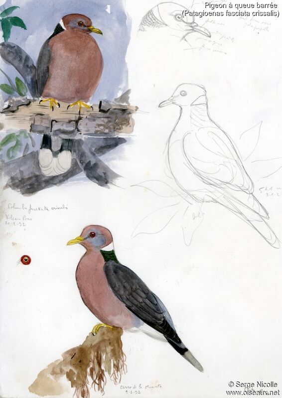 Band-tailed Pigeon, identification