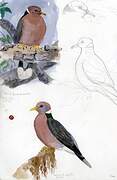 Band-tailed Pigeon