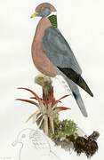 Band-tailed Pigeon