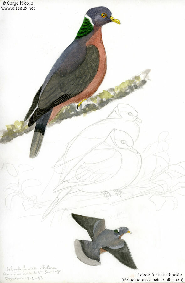 Band-tailed Pigeon, identification