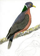 Band-tailed Pigeon