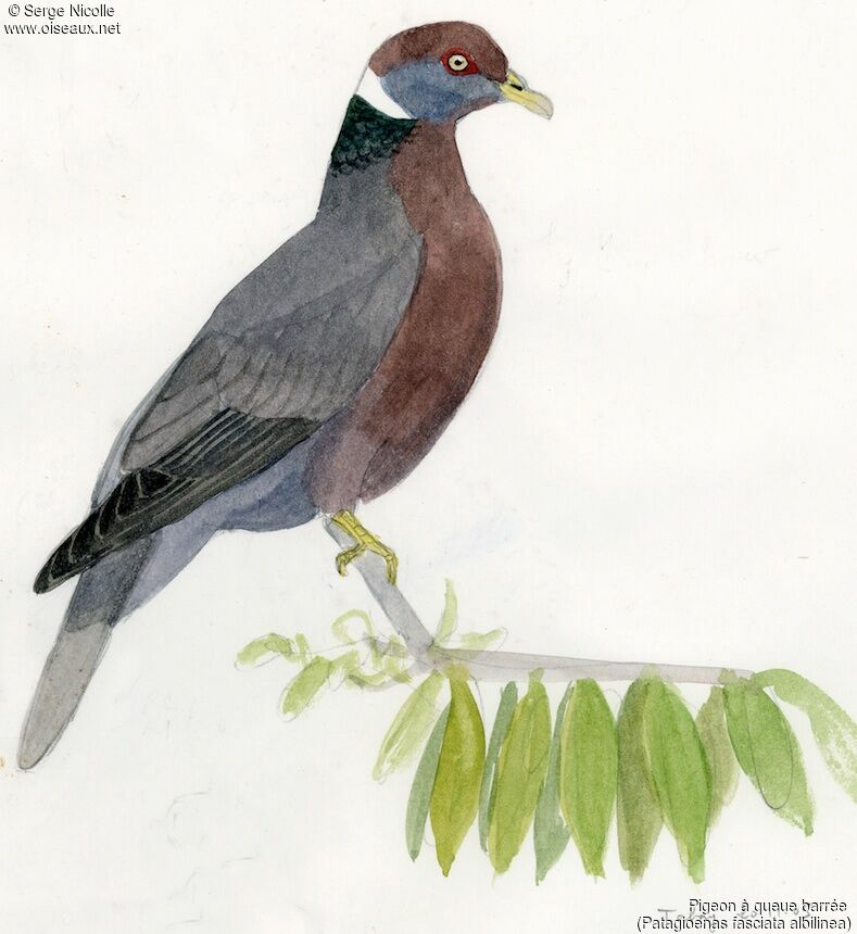 Band-tailed Pigeon, identification