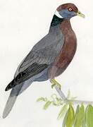 Band-tailed Pigeon