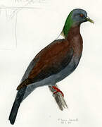 Eastern Bronze-naped Pigeon