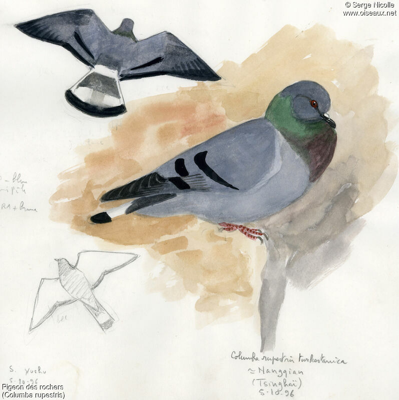 Pigeon des rochers, identification