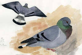 Hill Pigeon