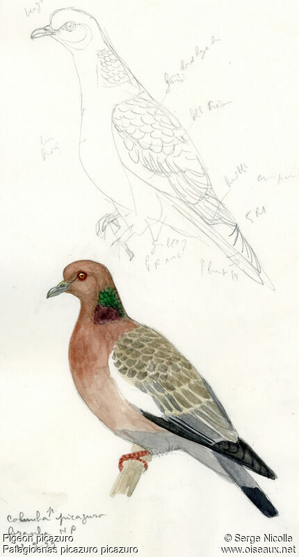 Picazuro Pigeon, identification